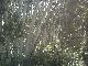 Aspens